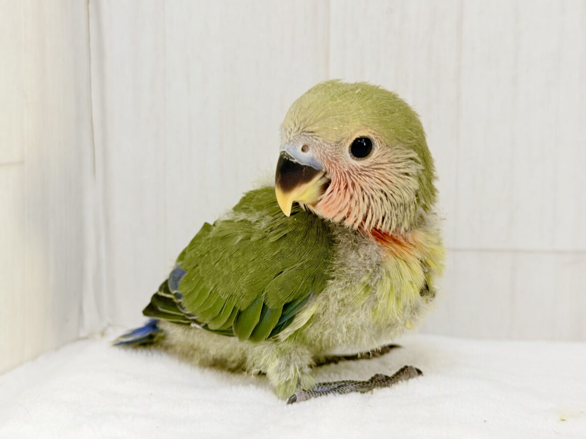 コザクラインコ（小桜インコ）