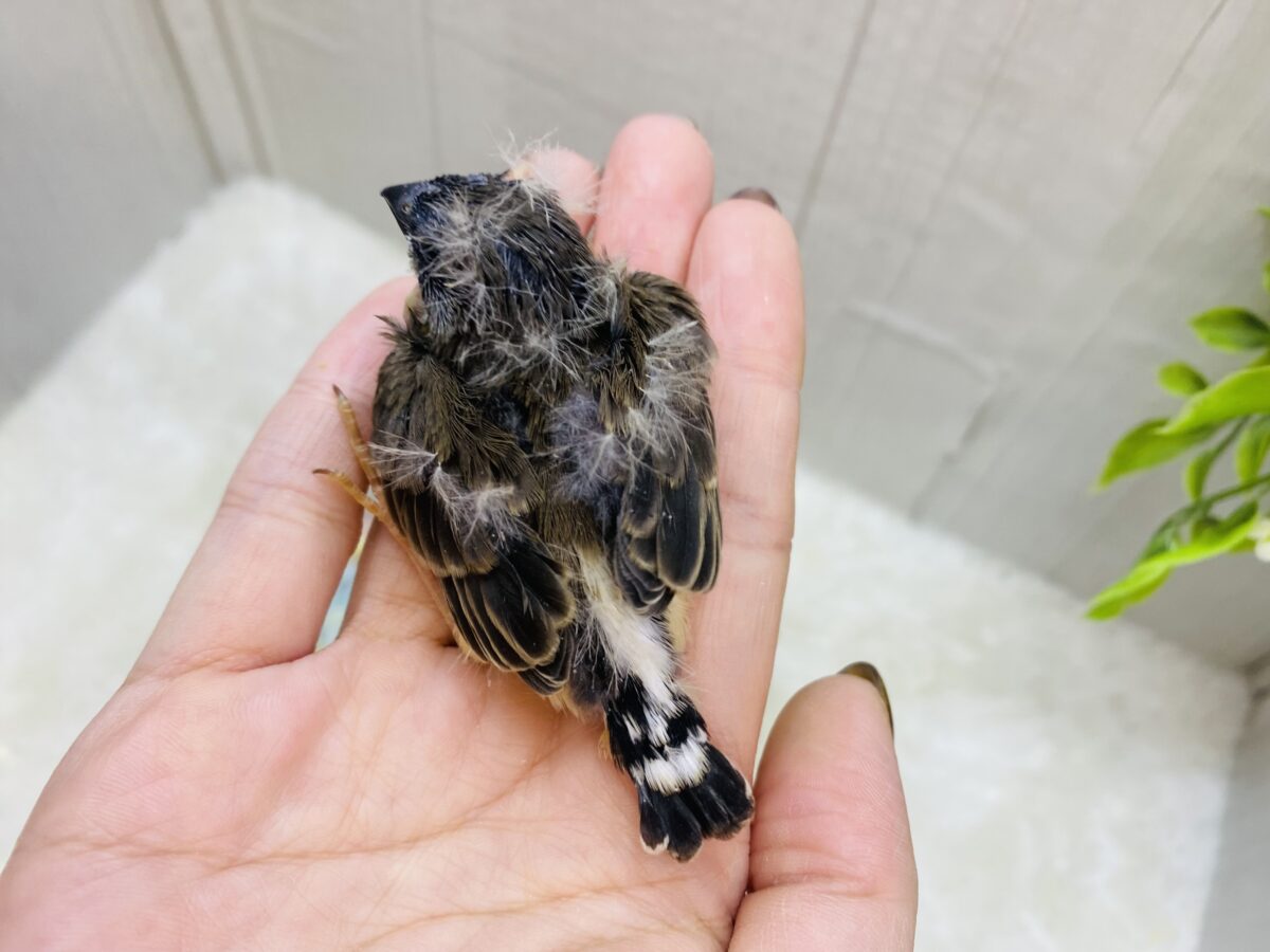 錦花鳥（キンカチョウ）