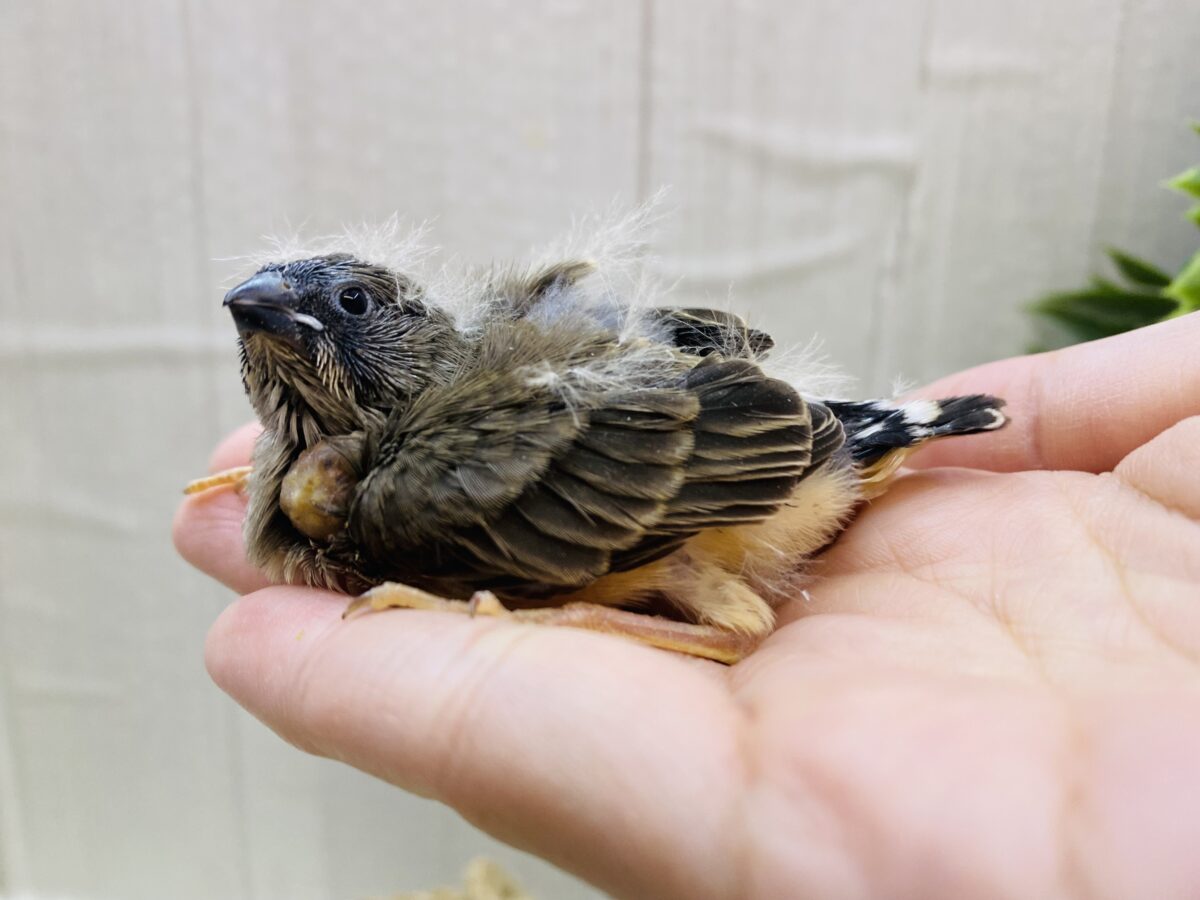 錦花鳥（キンカチョウ）