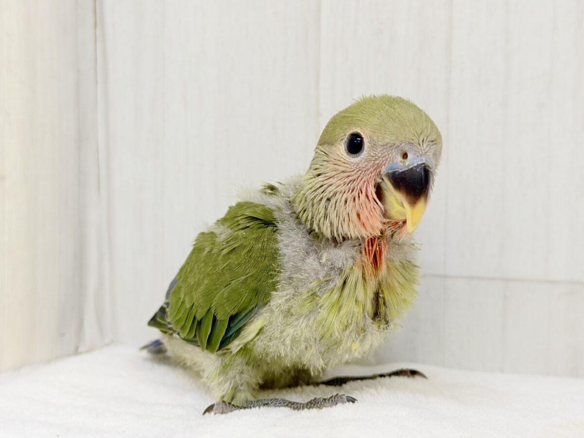 コザクラインコ（小桜インコ）