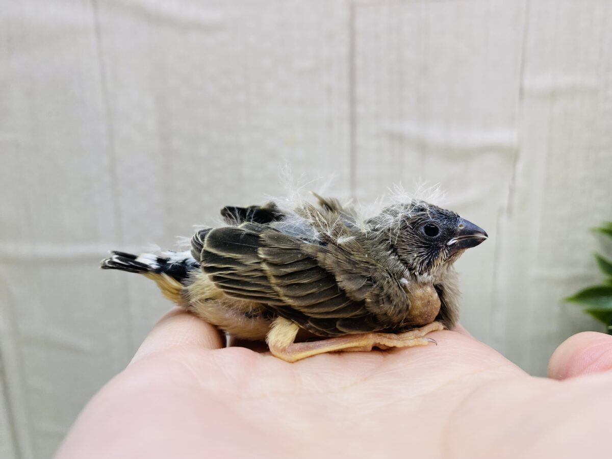 錦花鳥（キンカチョウ）