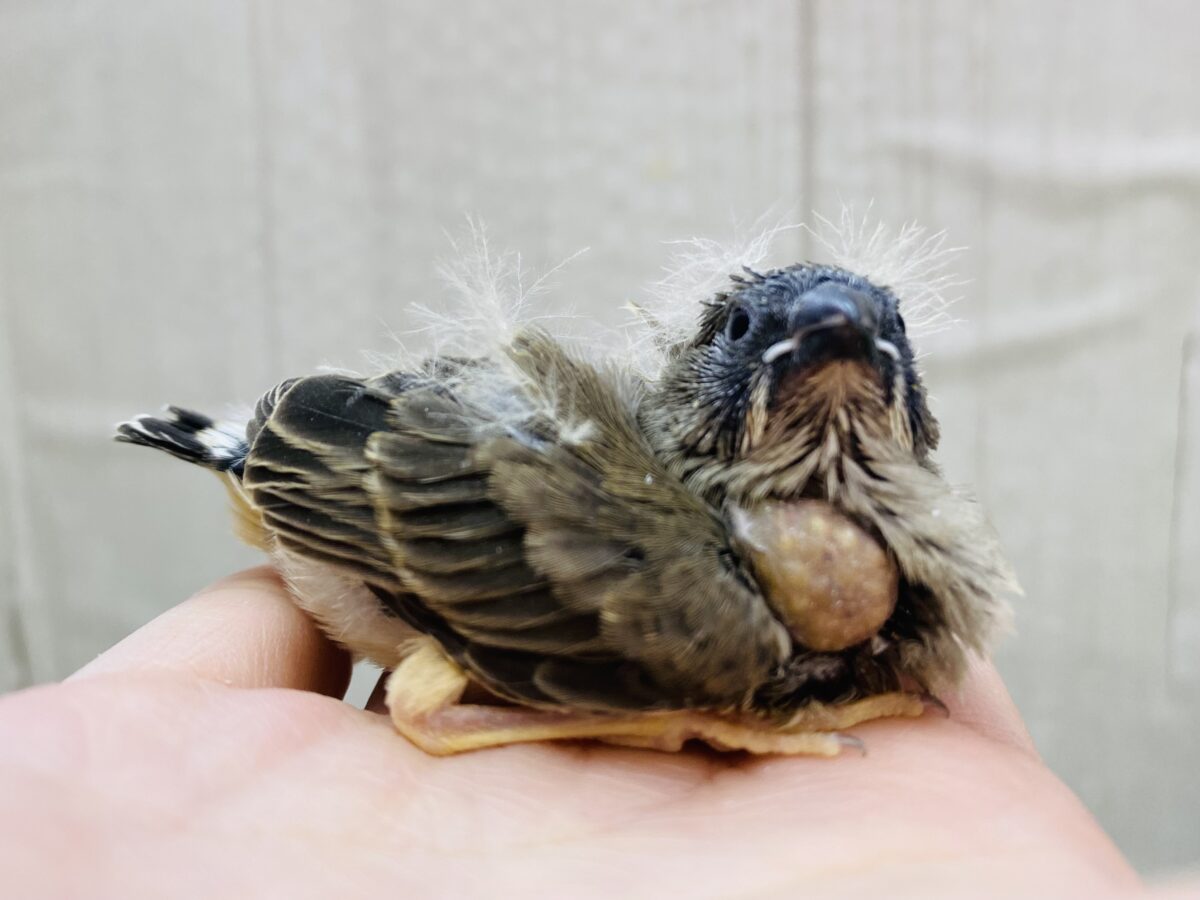 ぽわぽわ綿毛のパラダイス〜💕大きめ⁉️キンカ鳥のヒナさん！！