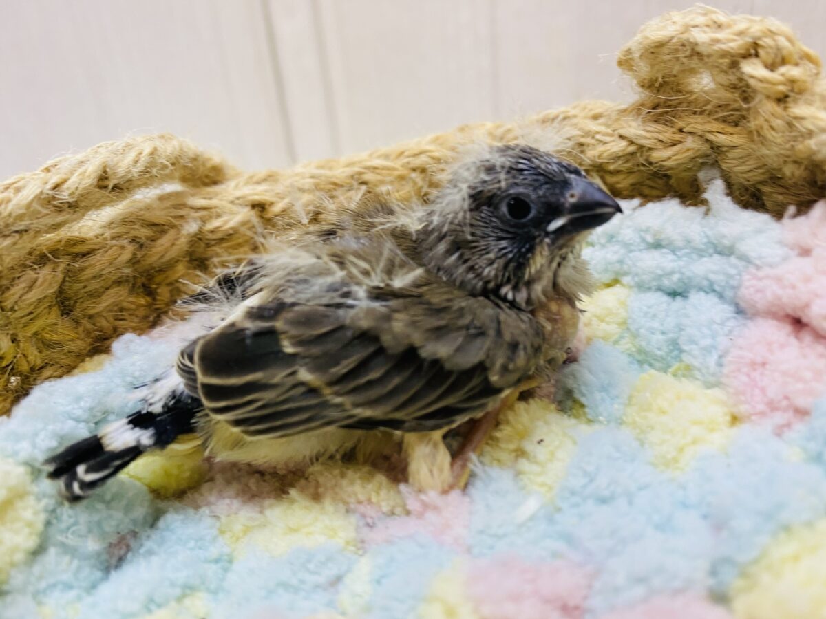 錦花鳥（キンカチョウ）
