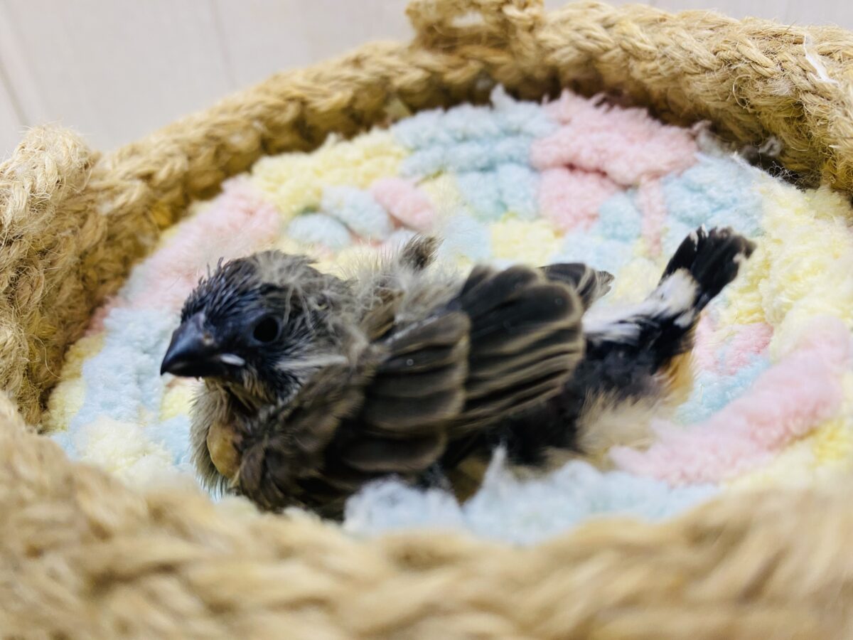 錦花鳥（キンカチョウ）
