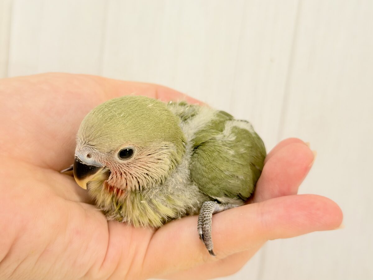 ふわふわ小さなよもぎもち🌳 ♡コザクラインコ(ノーマル)