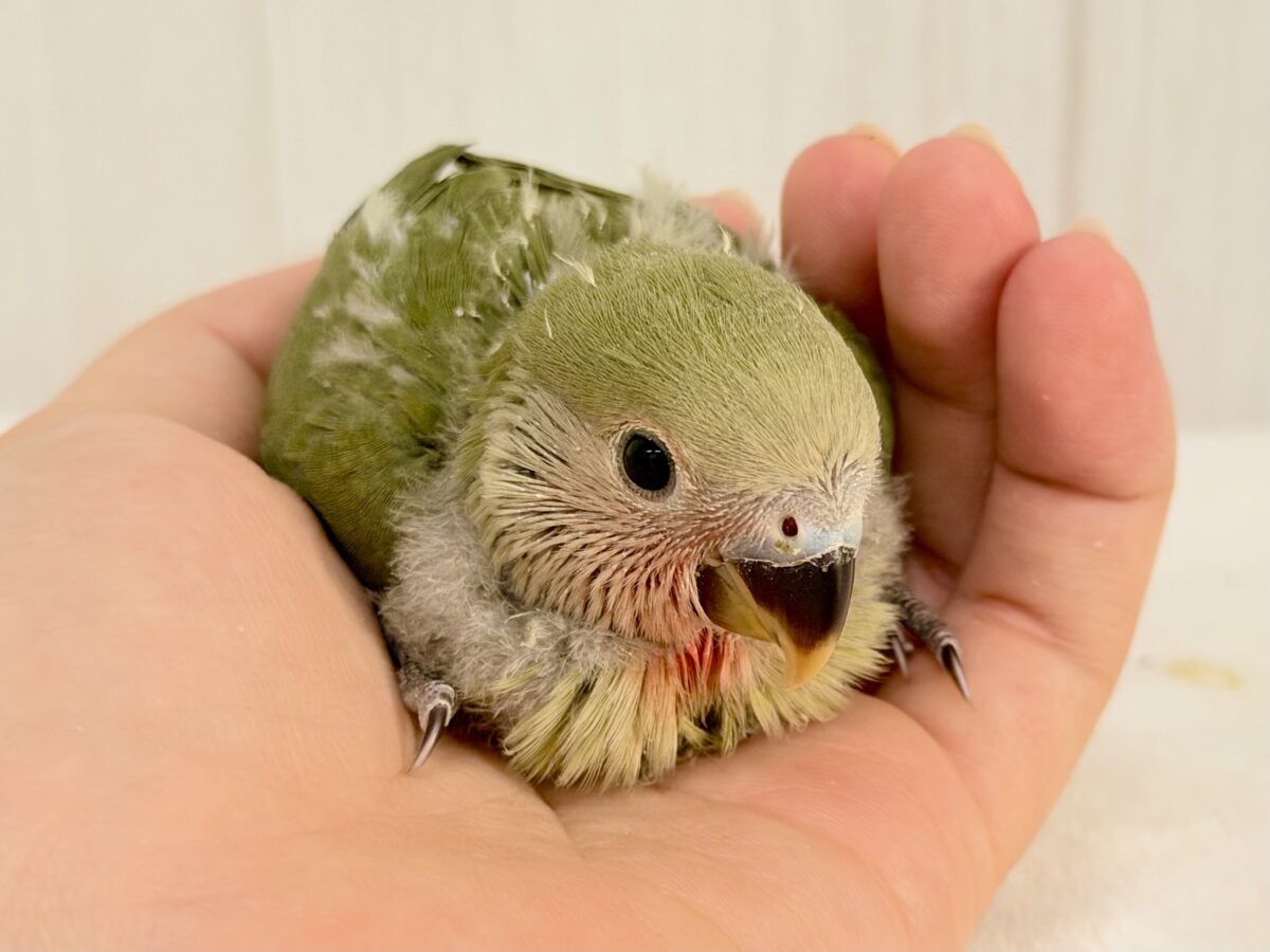 コザクラインコ（小桜インコ）