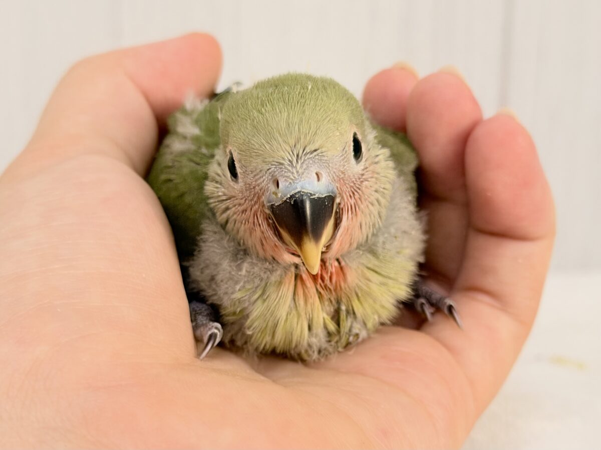 コザクラインコ（小桜インコ）