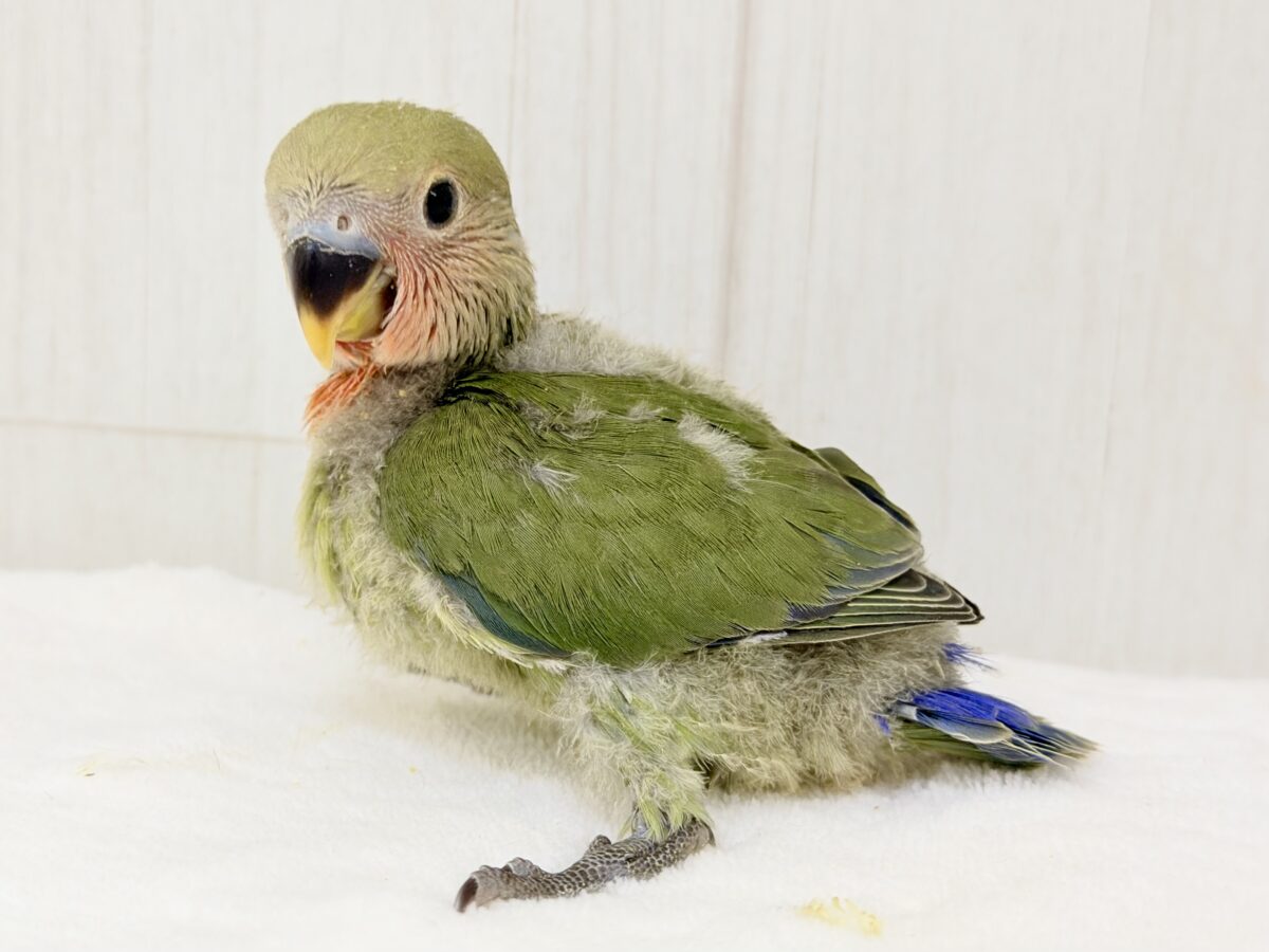 コザクラインコ（小桜インコ）