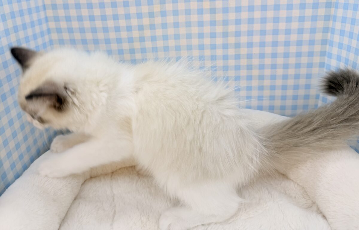 一緒に遊ぼうよ〜ラグドールの男の子⭐️ ラグドール