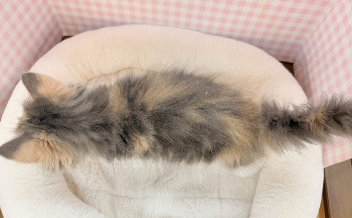 サイベリアン