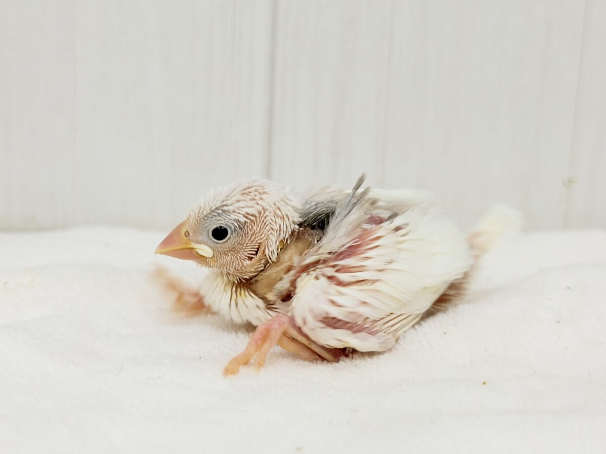 白文鳥