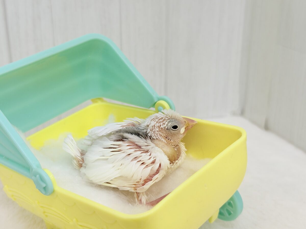 白文鳥