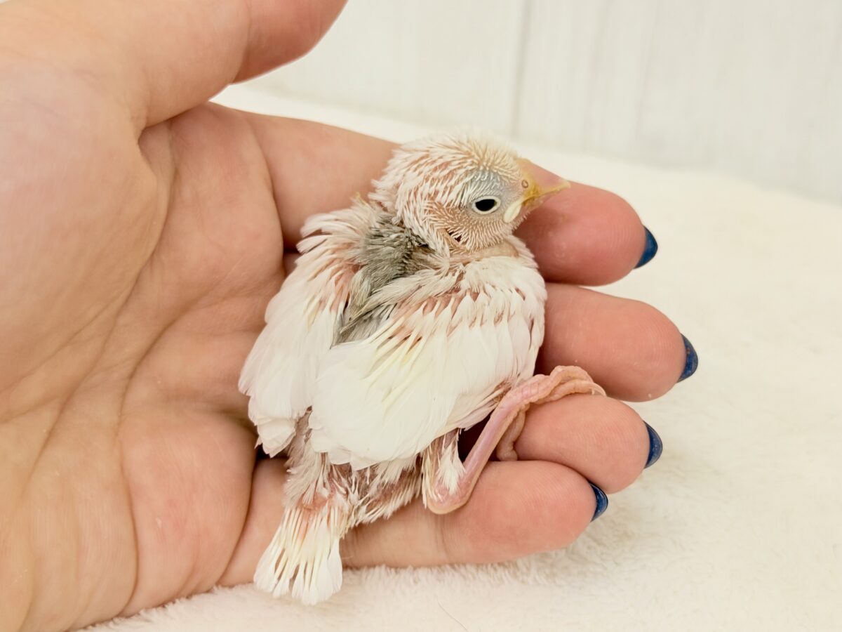 まっしろミルクもち♡白文鳥の雛が入荷しました☁️