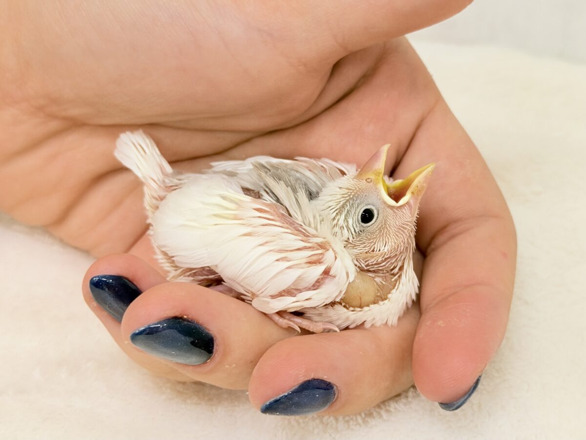 白文鳥