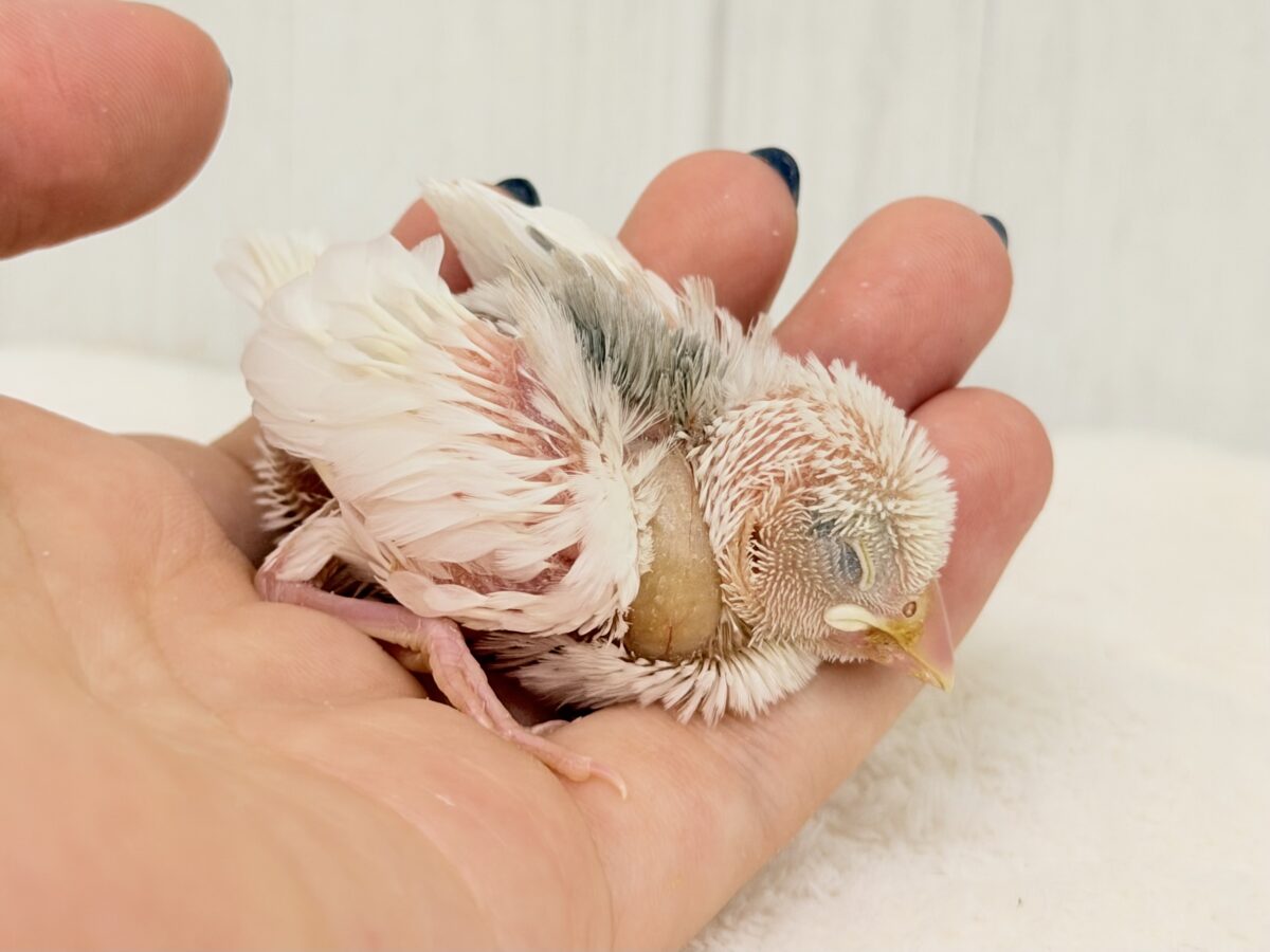 白文鳥