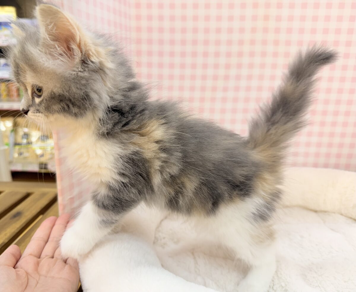 困ってるの?サイベリアンちゃん サイベリアン
