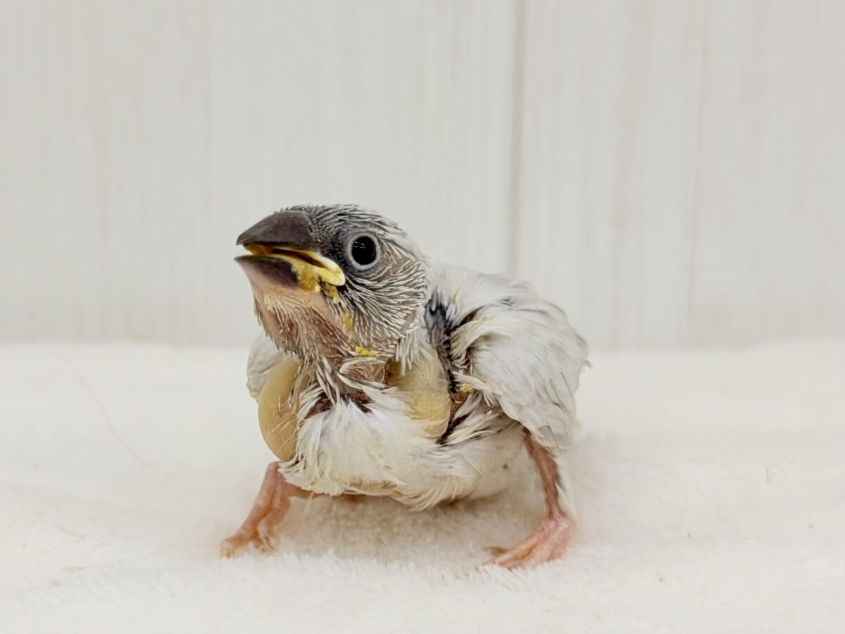シルバー文鳥