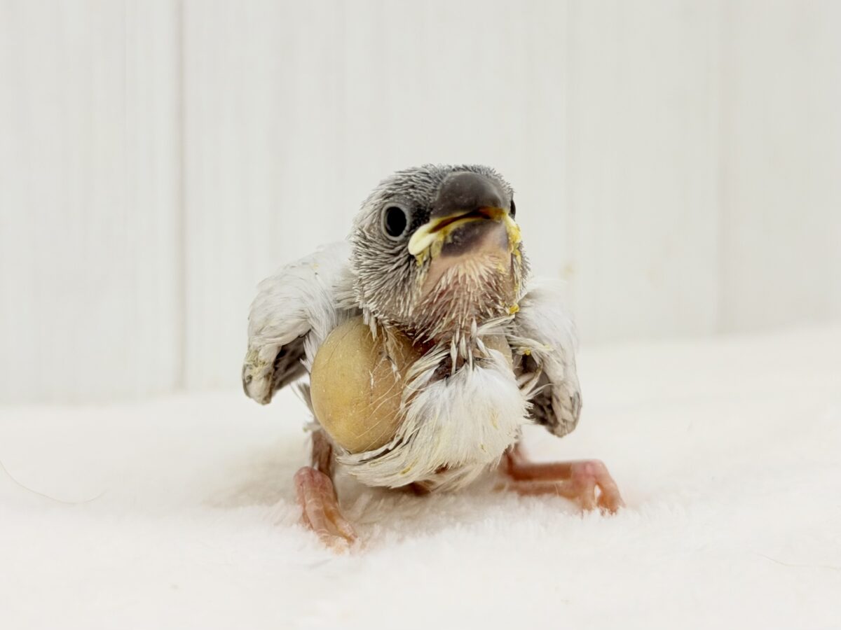 シルバー文鳥