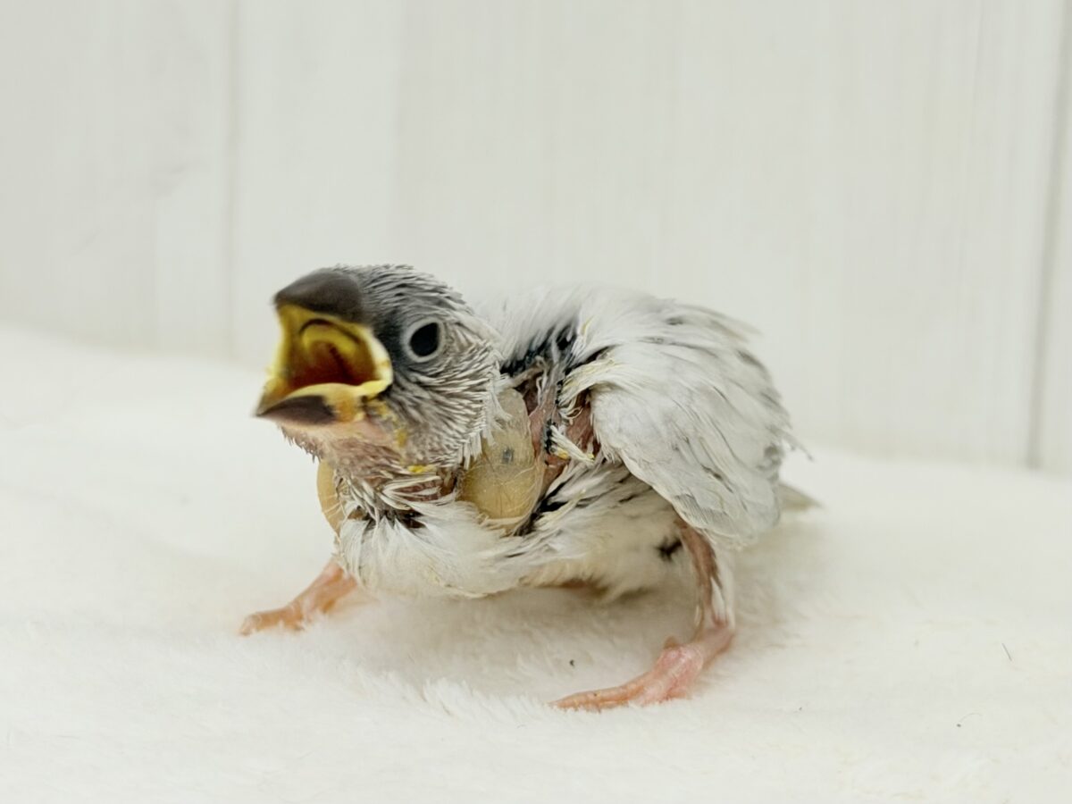 奏でるよメロディ🎶もちもちシルバー文鳥の雛♡