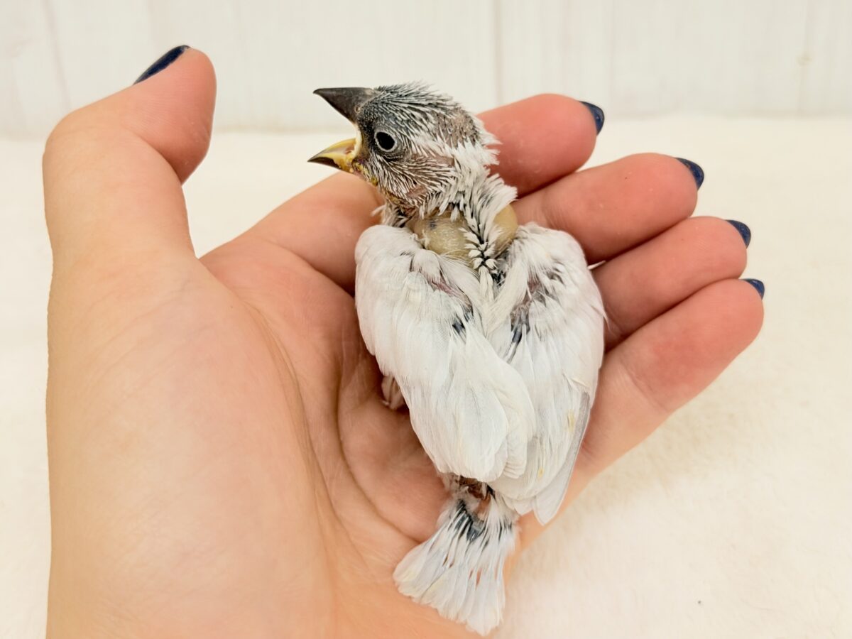 シルバー文鳥