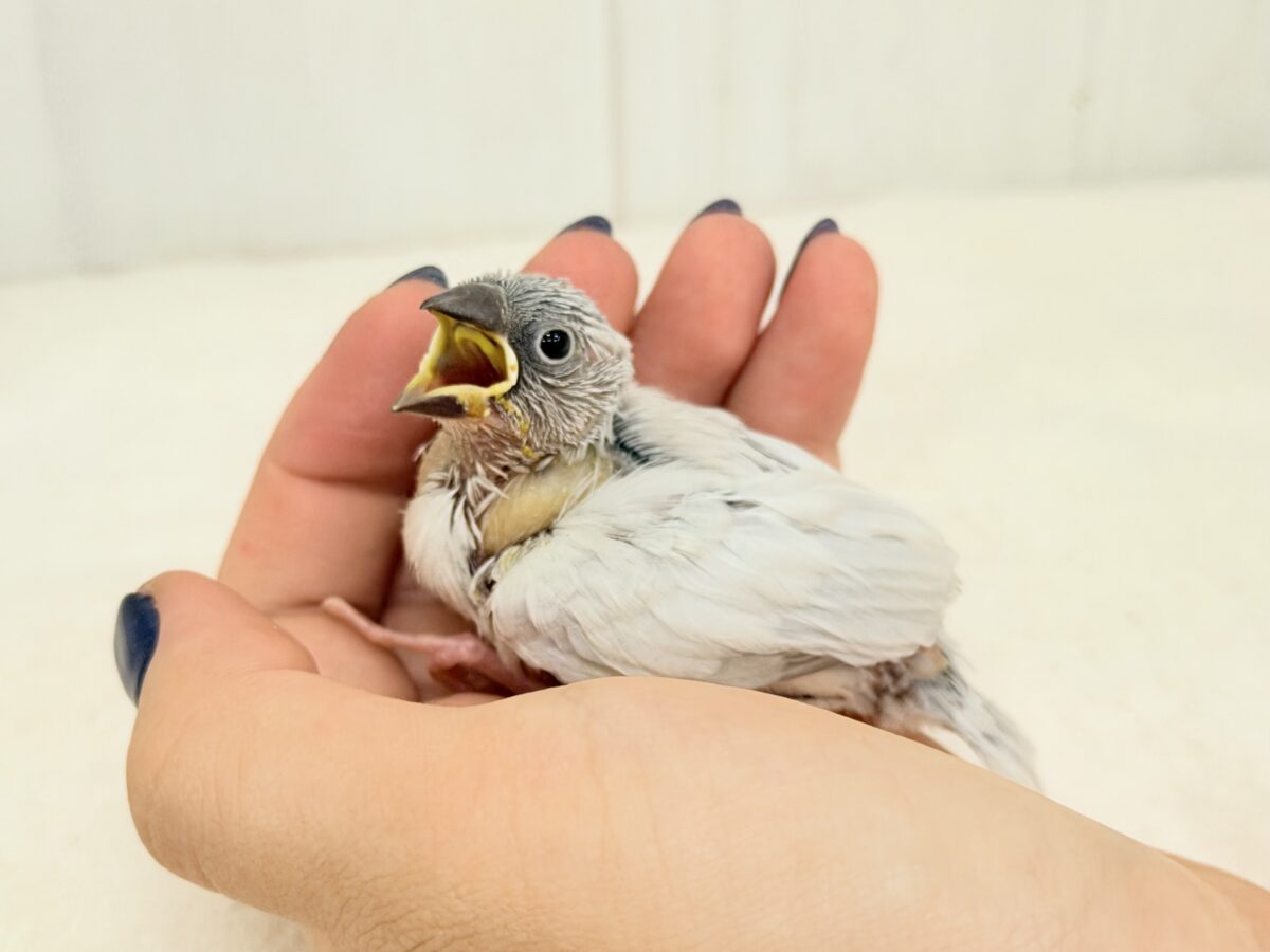 シルバー文鳥