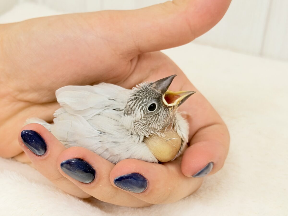 シルバー文鳥