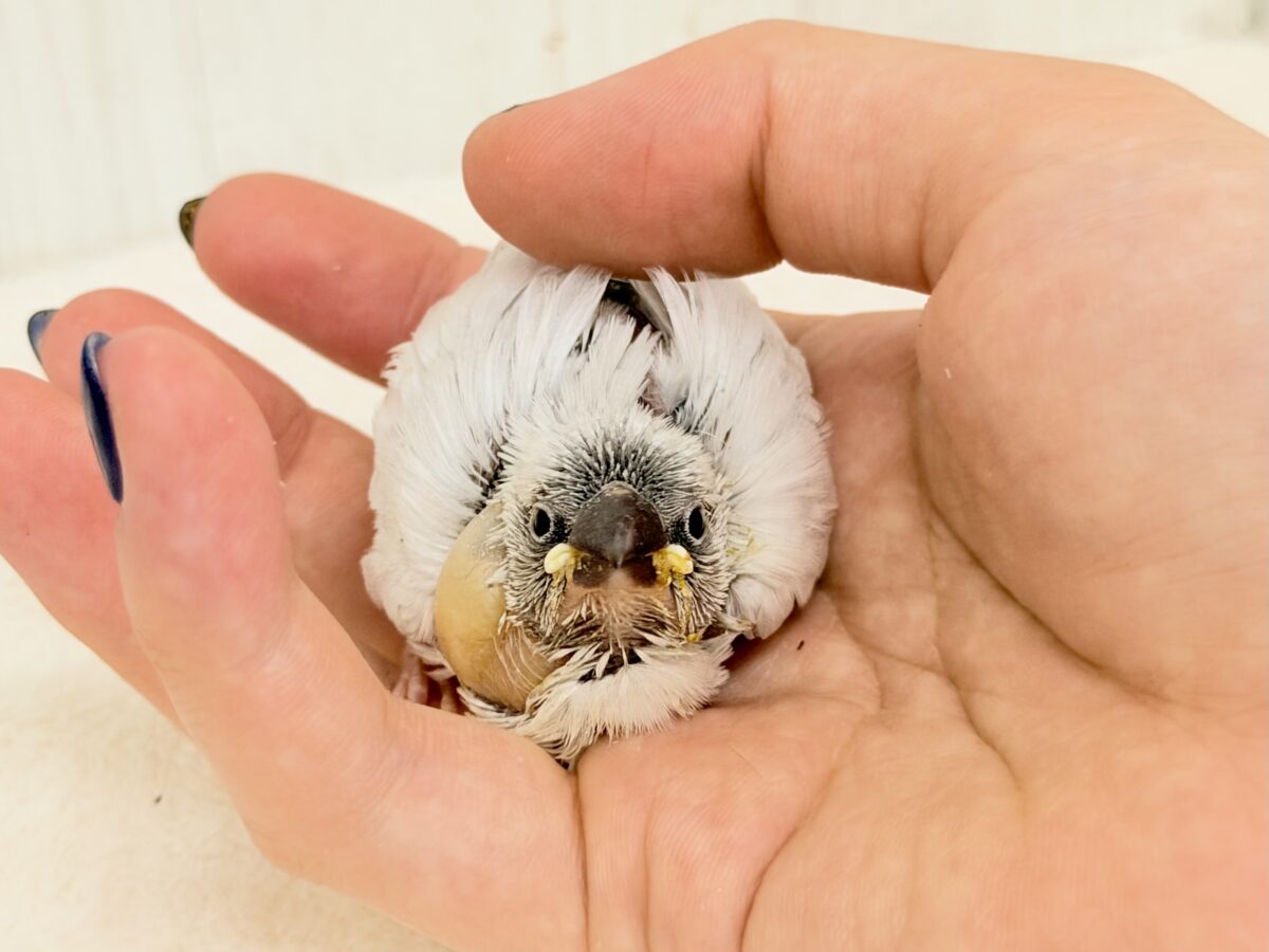 シルバー文鳥