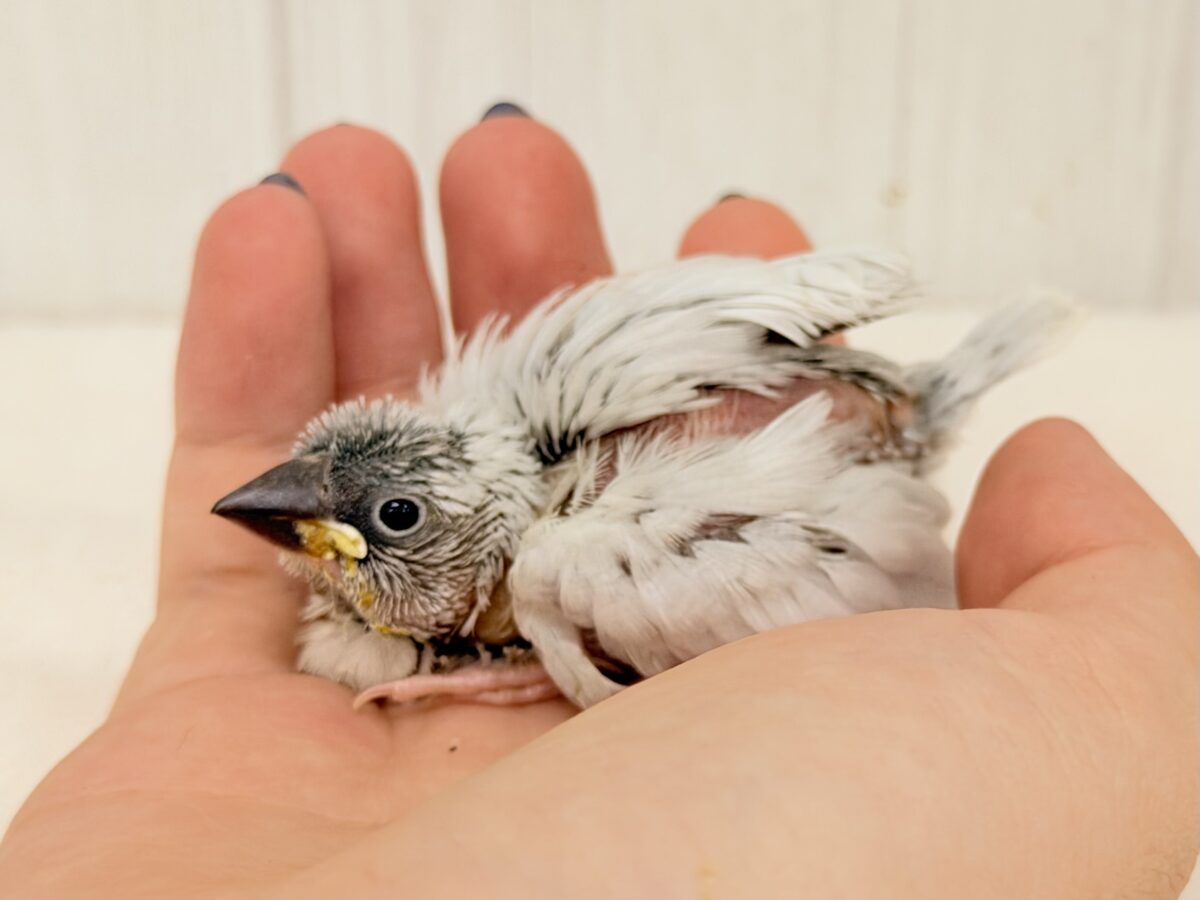 シルバー文鳥