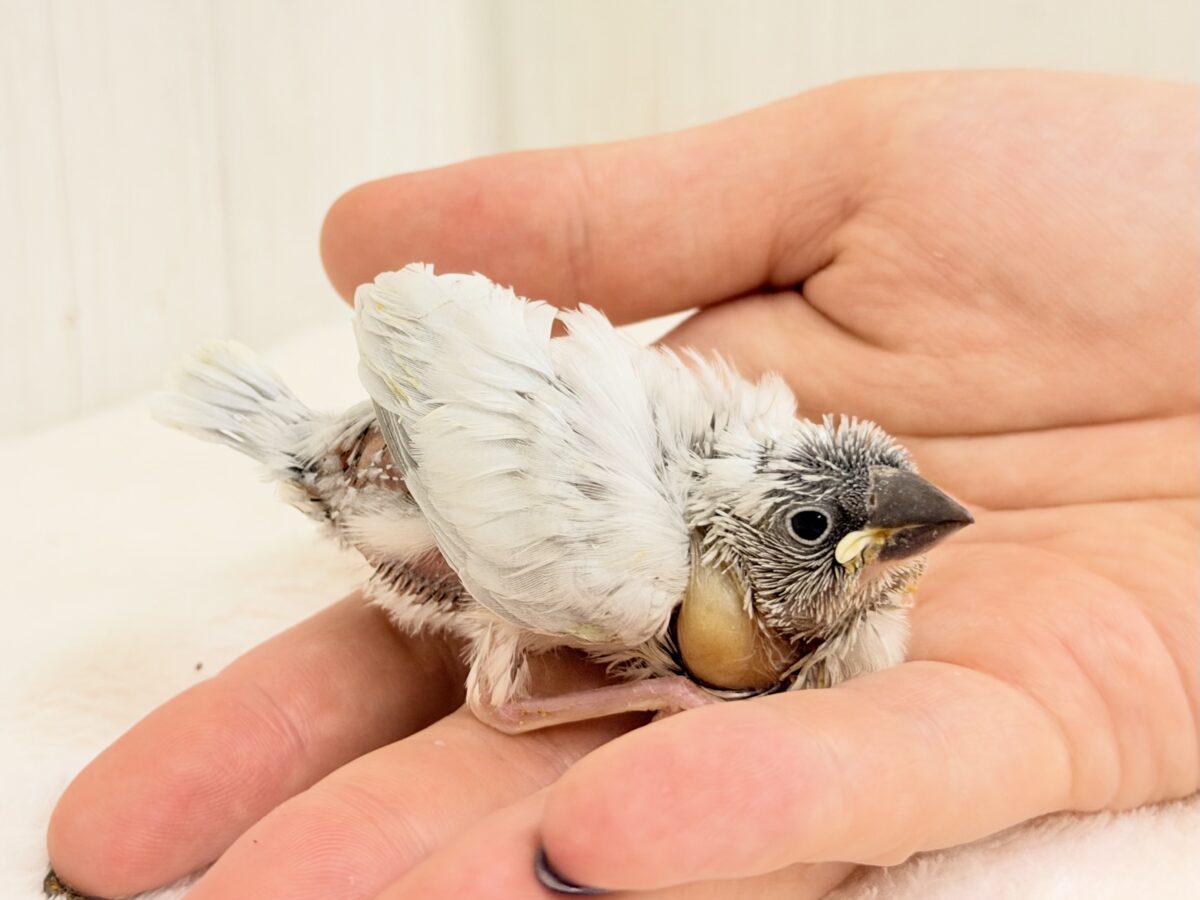 シルバー文鳥