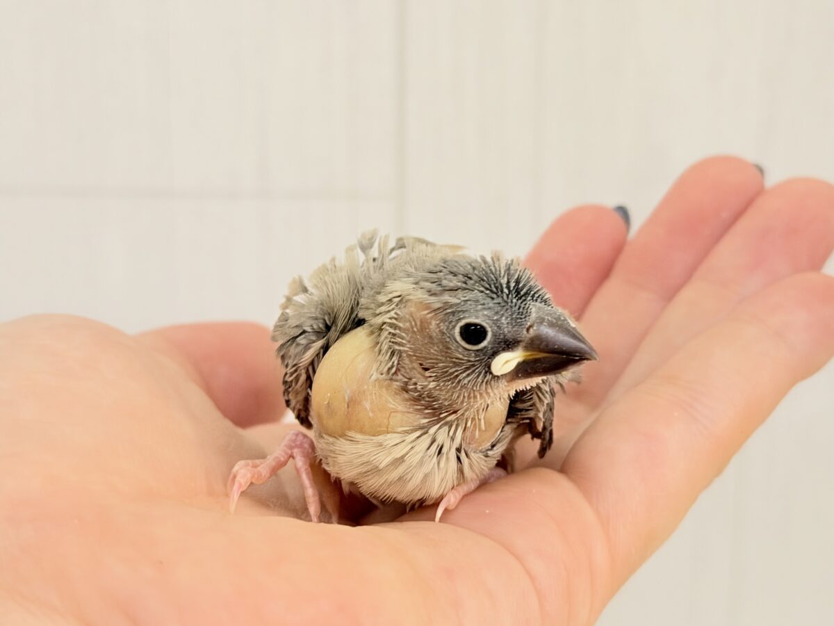 まった〜り休憩中♪ほうじ茶カラーのちびっこ桜文鳥🤎