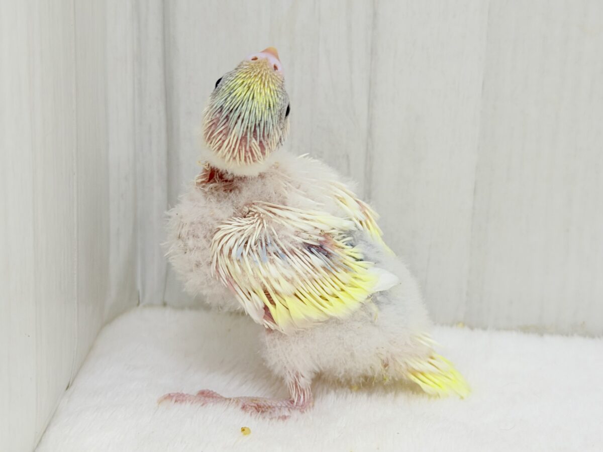 セキセイインコ