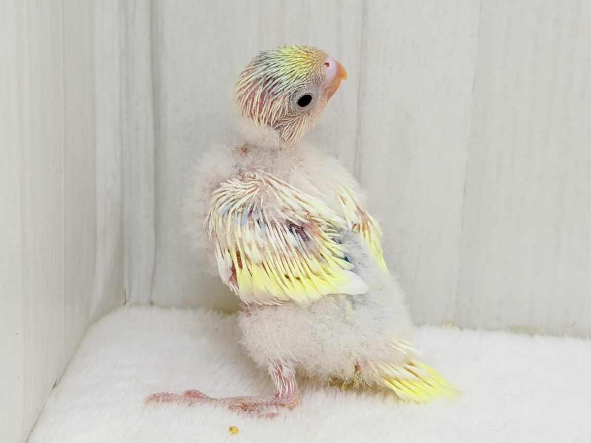 セキセイインコ