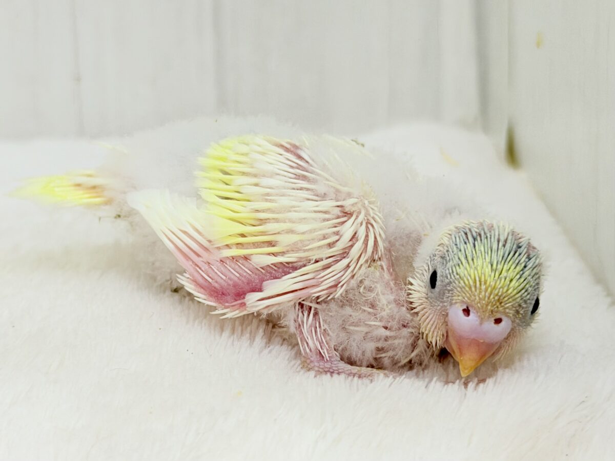 セキセイインコ