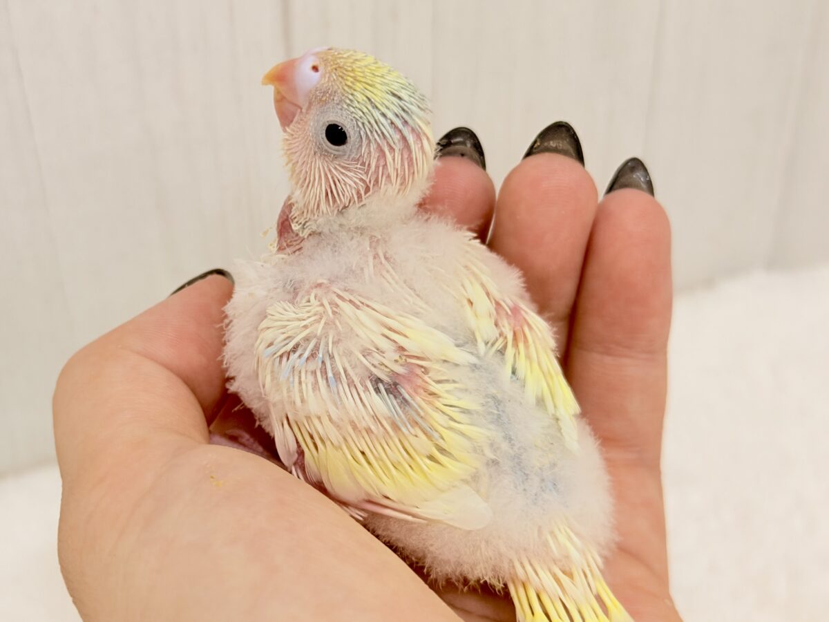 黄色たっぷりな不思議カラー🌈どんな風に成長するかな？(パステルレインボー系)