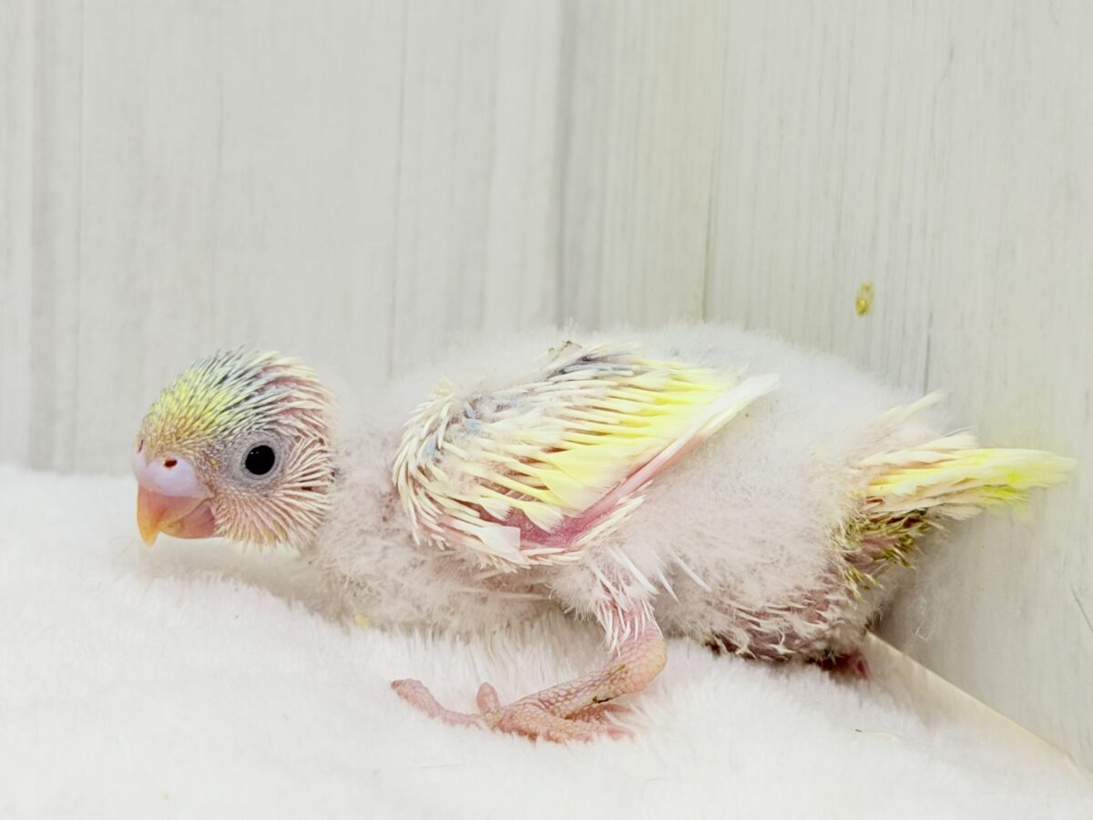 セキセイインコ
