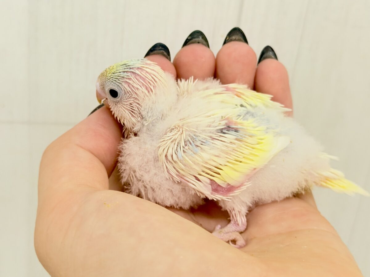 セキセイインコ