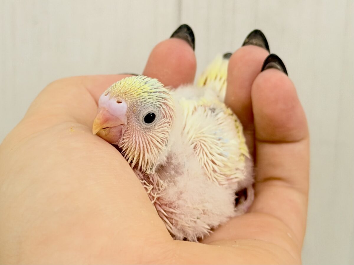 セキセイインコ