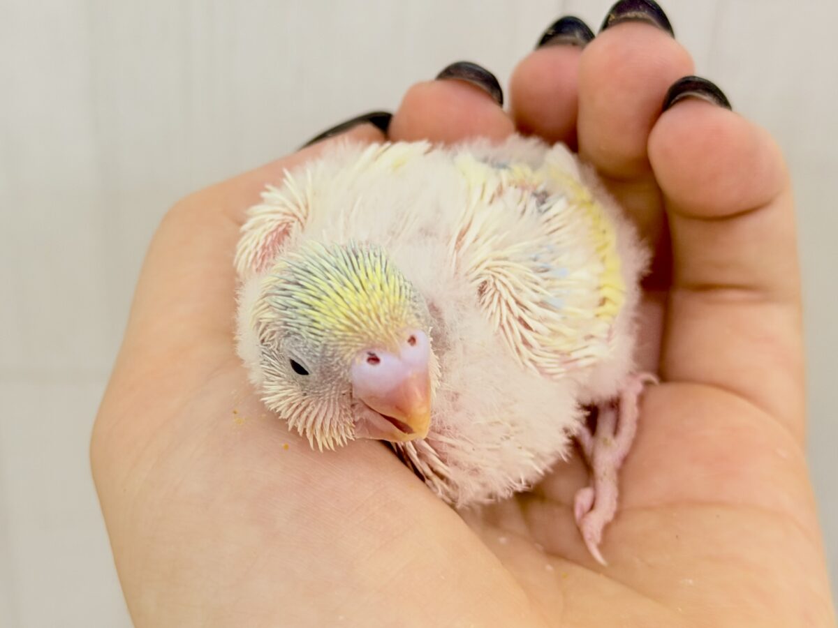 セキセイインコ