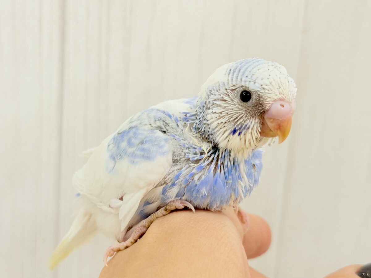 青空に浮かぶふわふわな雲︎︎︎︎☁💙セキセイインコ(ブルースパングルパイド)