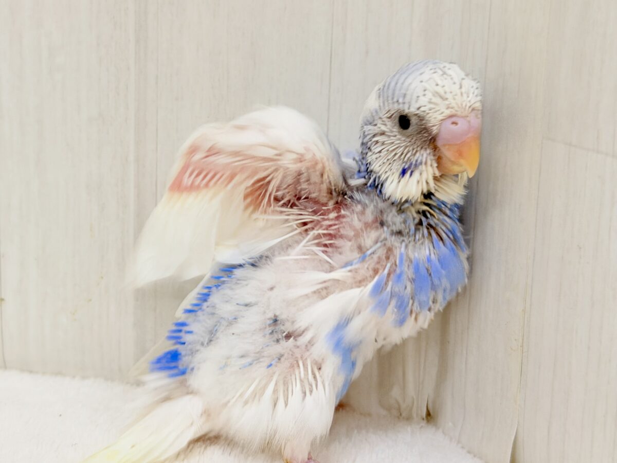 セキセイインコ