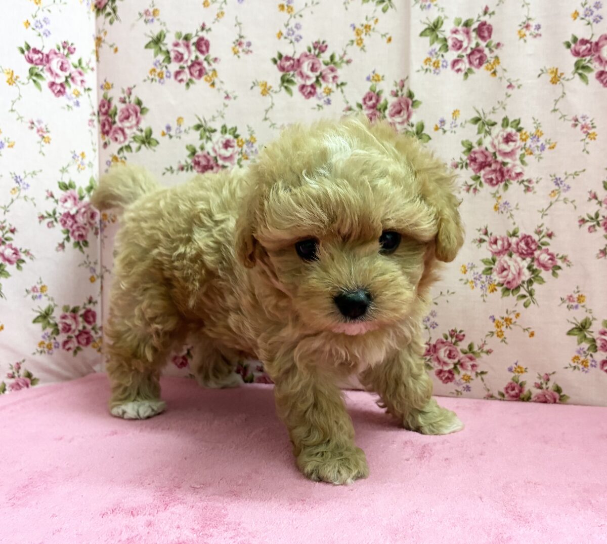 マルプー