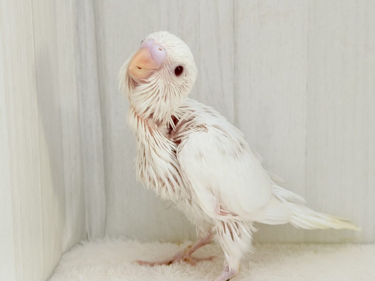 真っ白ミルクカラーのふわふわベビー👼🏻‎🪽‎セキセイインコ(アルビノ)