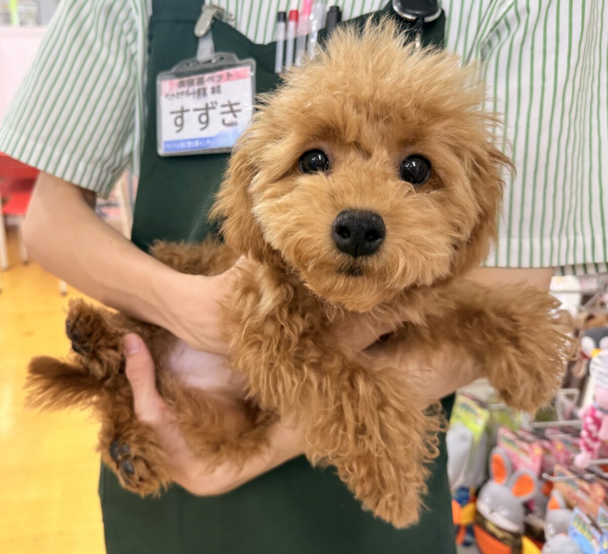 トイプードル