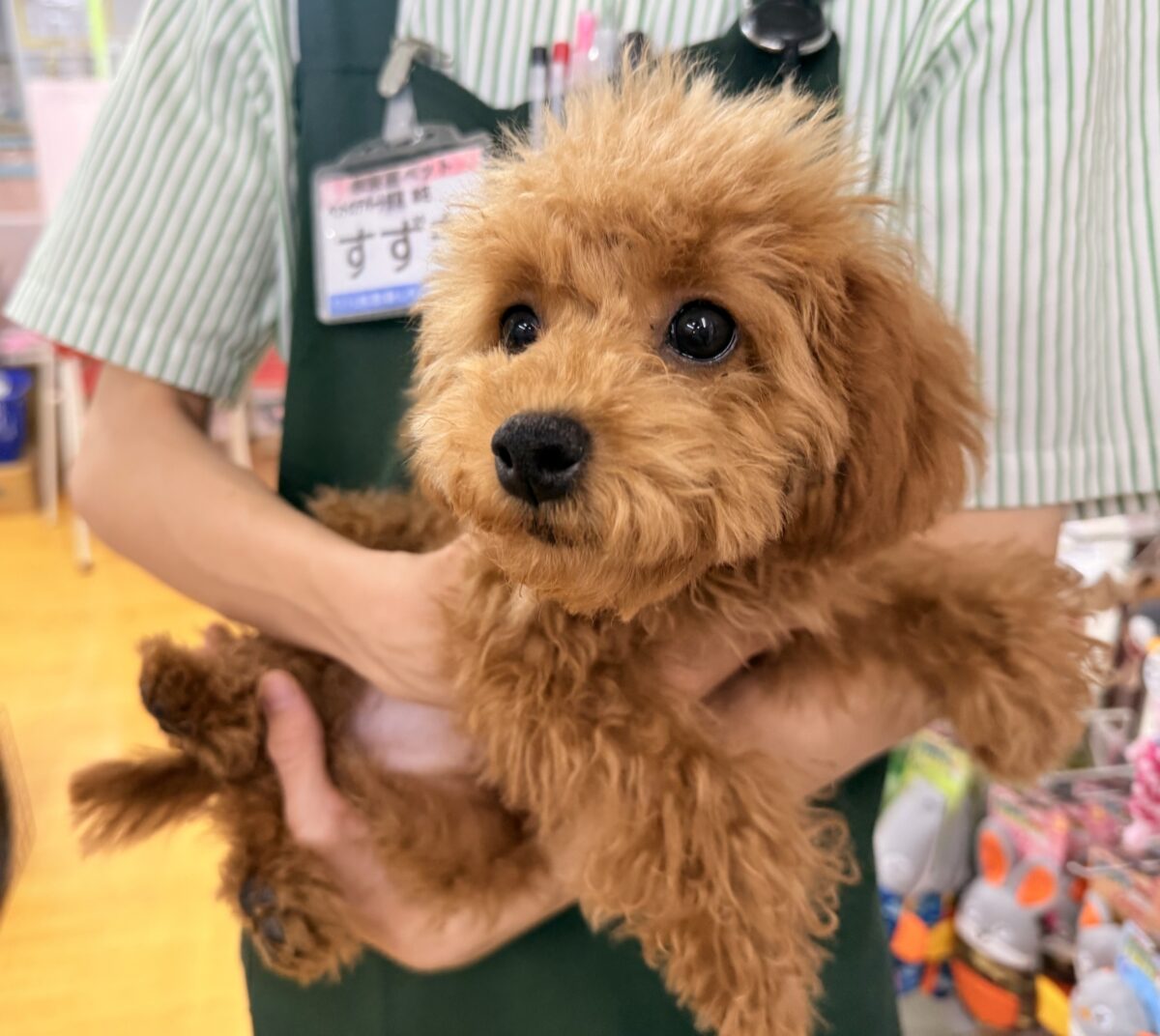 トイプードル