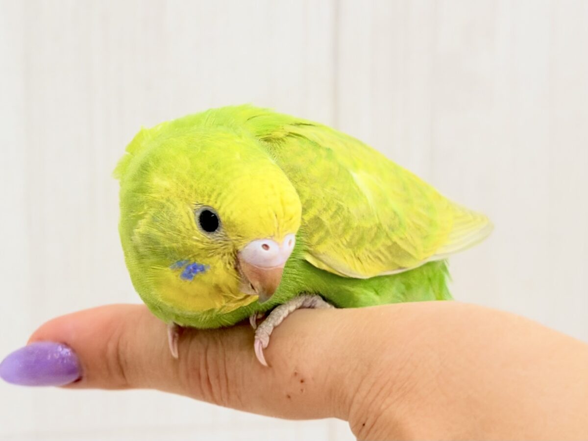 若葉が芽吹いたようなフレッシュグリーン🌱‬‪セキセイインコ(グリーンスパングル)