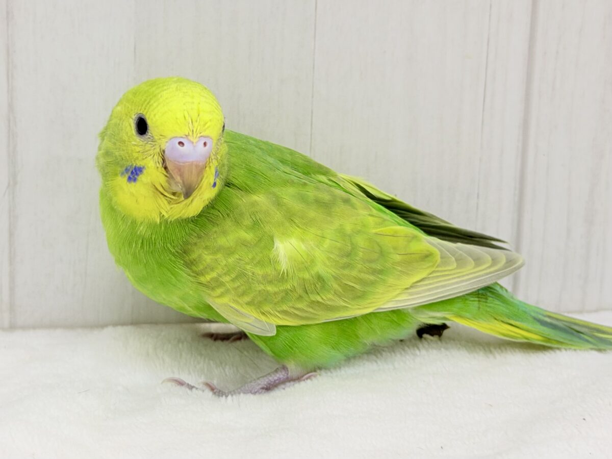 セキセイインコ