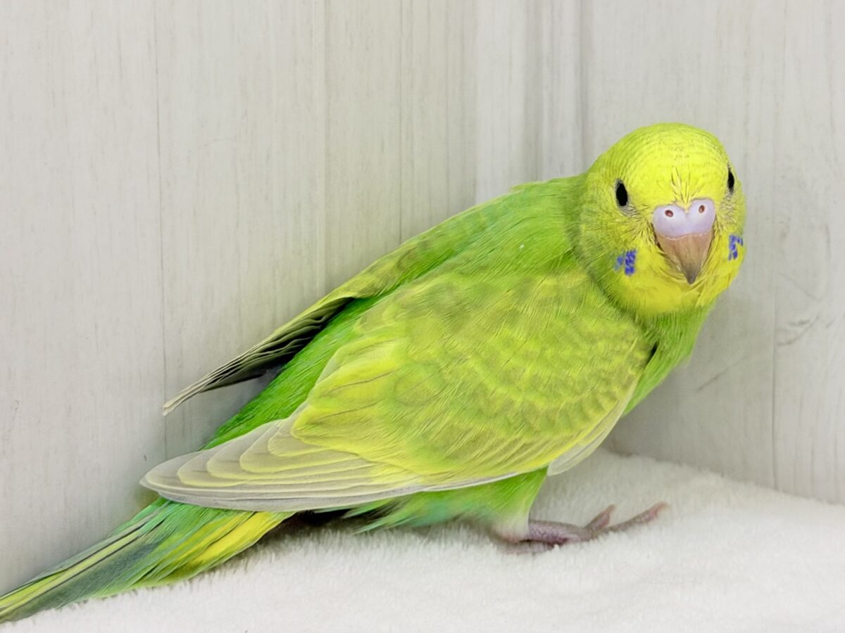 セキセイインコ