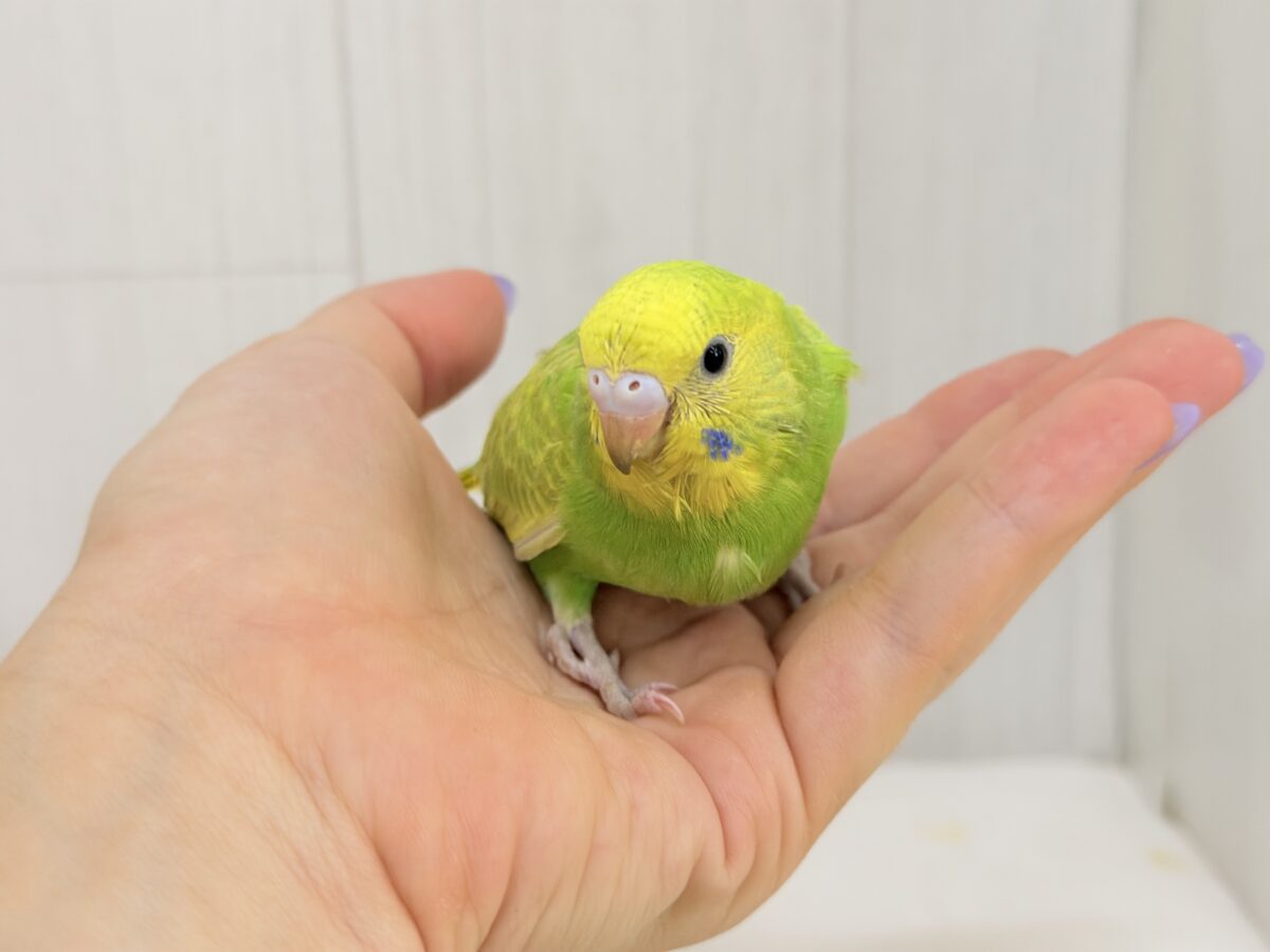 セキセイインコ