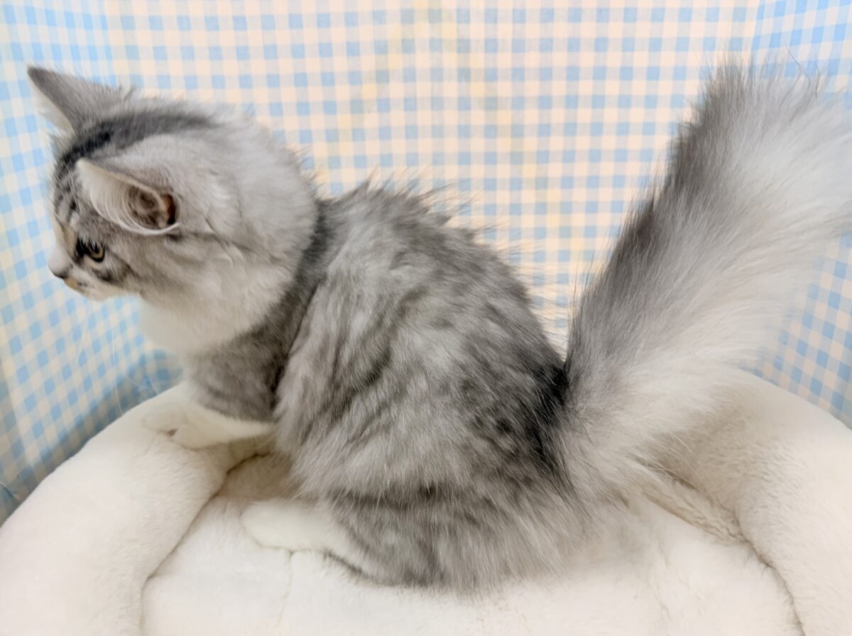 可愛さ最強💪短足ミヌエットくん ミヌエット