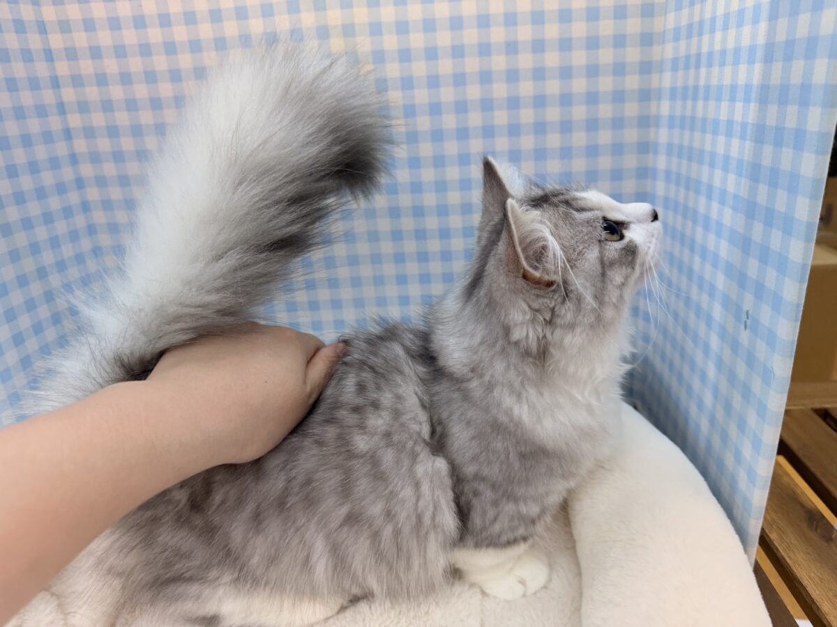 ミヌエット